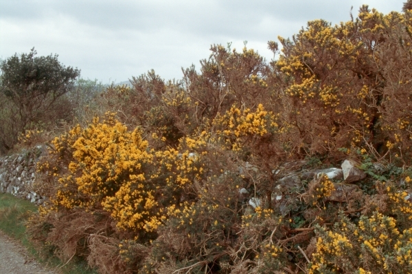 ../Images/05 R2-05-00.jpg